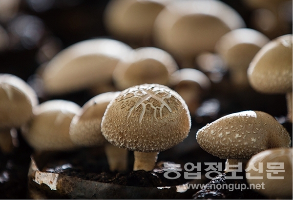청양표고버섯