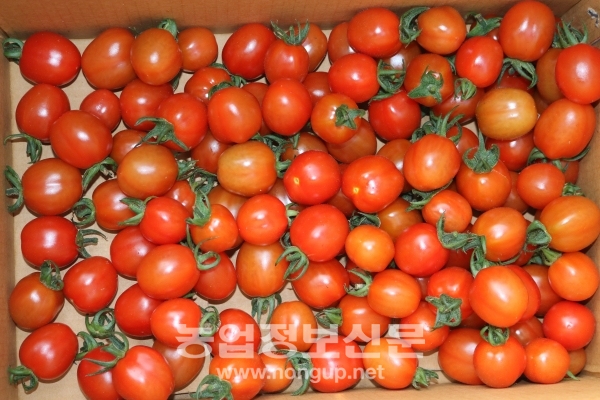 고기성 대표의 농장에서 각 수확한 방울 토마토
