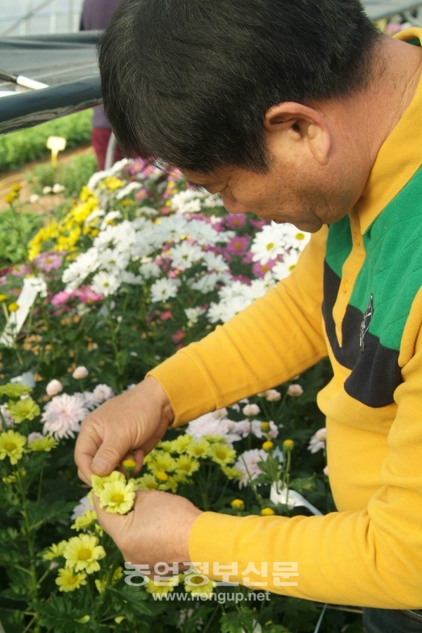 김성도 대표가 스프레이 국화를 교배하는 모습. 김대표는 육종하면서 가장 중점을 두는 부분은 화형의 크기와 꽃대의 굵기라 말한다.
