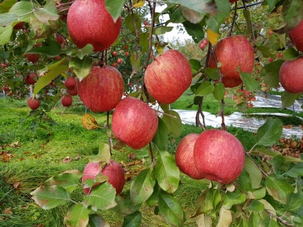 하늘농장은 퇴비와 비료, 착색제를 쓰지 않고 철저한 정지·전정 원칙을 지켜 사과를 재배한다. (사진제공. 하늘농장)