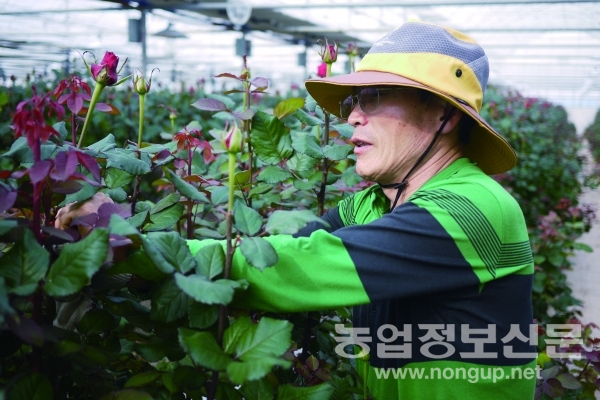 꽃은 항상 사는 사람만 사기에 비싸더라도 좋은 장미를 생산해야 한다고 조용준 씨는 설명한다.