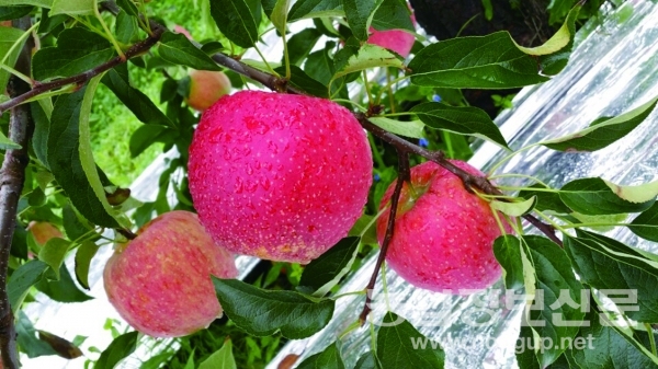 월명산농원 사과는 소형부터 대형까지 크기가 다양하고 당도는 16Brix 정도다.