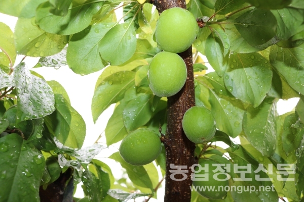 ‘하모니’ 품종 적과는 열매와 열매 간격이 8cm 정도 되게 한다. 이 품종은 다른 품종에 비해 결실률이 높고 병충해에 강하다.
