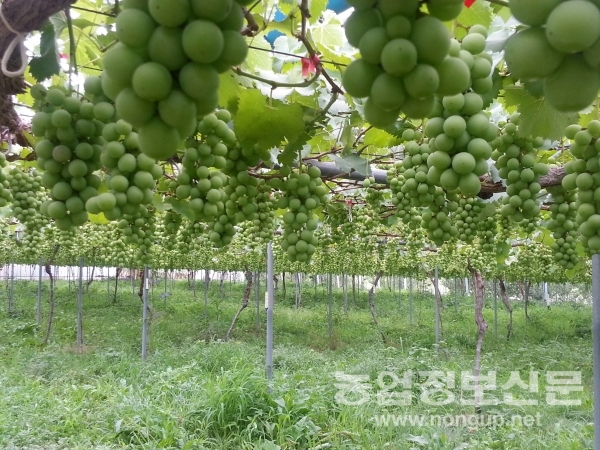 천안시 서북구 직산읍 ‘천안늘샘농원’은 ‘캠벨얼리’, ‘거봉’, ‘머스캣베일리(MBA)' 등 15개 품종 포도를 유기농 재배한다.