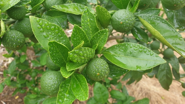 빗물 맺힌 열매