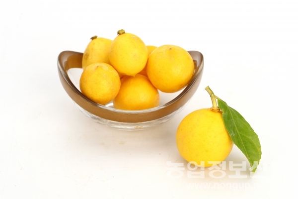 농진청은 우리나라 최초로 레몬 '제라몬'과 '미니몬' 2종의 품종보호 등록을 완료했다고 밝혔다.