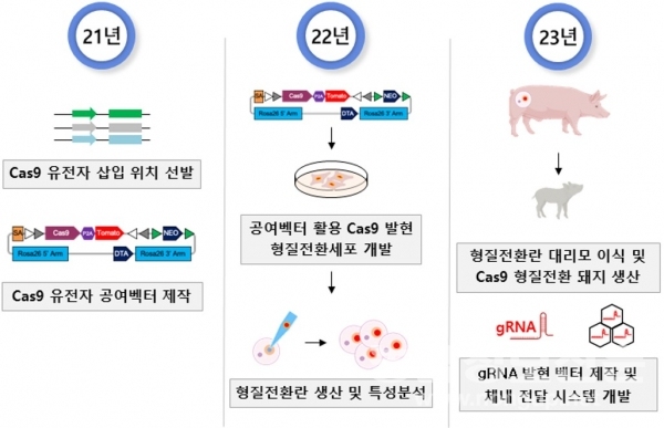 캐스나인(Cas9) 유전자가위 발현 돼지 개발 과정.